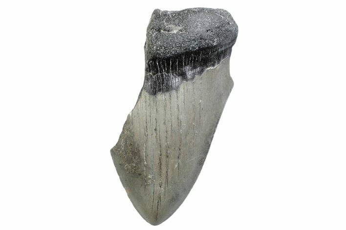Partial, Fossil Megalodon Tooth - North Carolina #370227